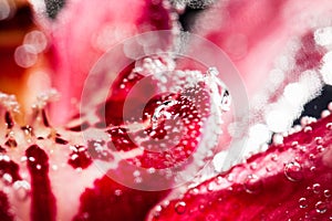 Abstract underwater composition with blurry orchid petals and bubbles