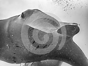 Abstract Unique Close Up Black and White Pelagic Manta Ray