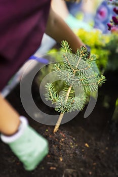Abstract unrecognizable gardener in protective gloves is planting little herringbone, coniferous plant in the garden