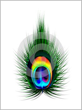 Abstract Vector Peacock Feather