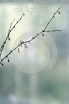 Abstract vertical blurred background, autumn dry branch with berries near a wet window with raindrops