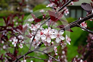 Abstract view of attractive white blossoms on a purple leaf sand cherry bush