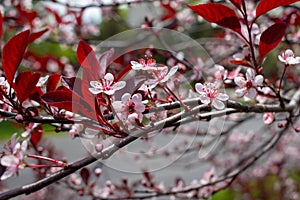 Abstract view of attractive white blossoms on a purple leaf sand cherry bush