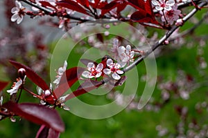 Abstract view of attractive white blossoms on a purple leaf sand cherry bush