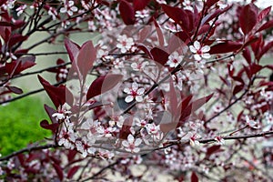Abstract view of attractive white blossoms on a purple leaf sand cherry bush