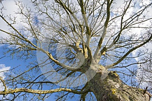 Abstract view of a bare tree in winter