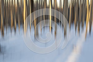 Abstract view of  a birch forest