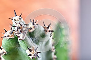 Abstract view cactus spines. Concept self-defense, resistance. Copy space.