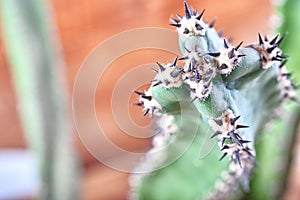 Abstract view cactus spines. Concept self-defense, unavailability, defense, sustainability, resistance. Copy space.