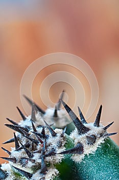 Abstract view cactus thorns. Concept self-defense, defense, hardship. Copy space. Vertical photo for magazine cover.