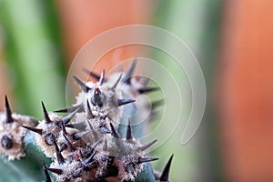 Abstract view cactus thorns. Concept self-defense, defense, sustainability, resistance. Copy space.