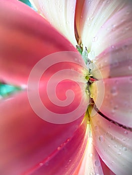 Abstract View of Flower Petals