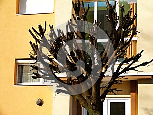 Abstract view of freshly pruned tree. short cut branches