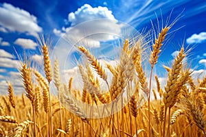 An abstract view of a golden wheat grain tuft against the blue sky photo