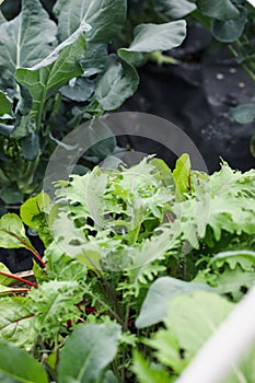 Abstract View of Russian Red Kale and Broccoli Plants in Hoop Tunnel