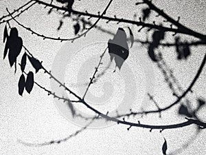 Abstract view of the shadow of autumn or winter tree branches.