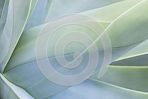 Abstract view of a succulent plant