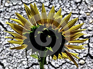 Abstract yellow sunflower head with scorched soil background in bright summer sunlight
