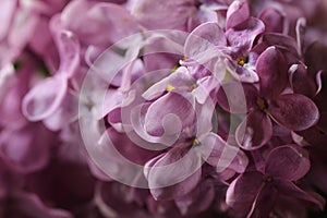 Abstract view of a twig of a blossoming purplelilac, ultra viol