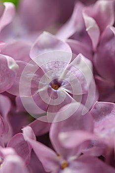 Abstract view of a twig of a blossoming purplelilac, ultra viol