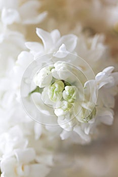 Abstract view of a twig of a blossoming white lilac background