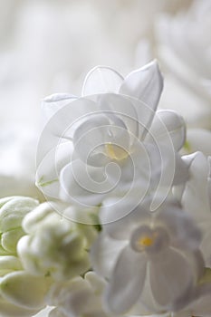 Abstract view of a twig of a blossoming white lilac background