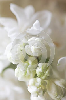 Abstract view of a twig of a blossoming white lilac background