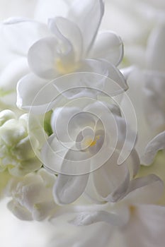 Abstract view of a twig of a blossoming white lilac background