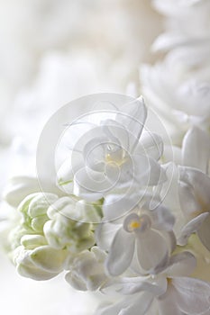 Abstract view of a twig of a blossoming white lilac background