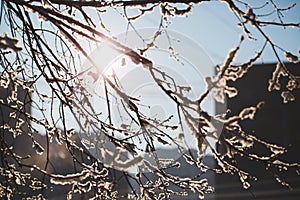 Abstract View of Winter Snow on Tree Branches