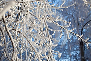 Abstract View of Winter Snow on Tree Branches