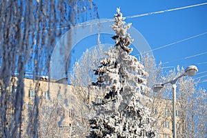 Abstract View of Winter Snow on Tree Branches