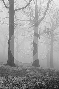 Abstract view of Woodlands Trees in the Fog