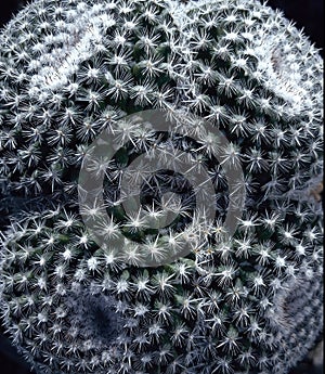 Abstract viewpoint of Cactus