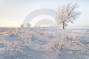 Abstract views of winter, landscape, landscape. Frost and snowy plants