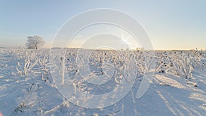 Abstract views of winter, landscape, landscape. Frost and snowy plants