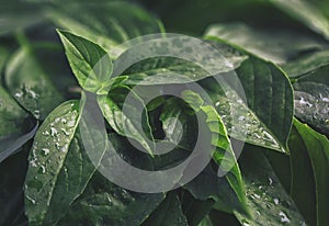 Abstract Vintage green Basil leaf flat lay on table top view background concept for minimal creative organic texture, greenery he photo