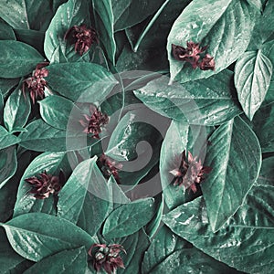 Abstract Vintage green Basil leaf flat lay on table top view background concept for minimal creative organic texture, greenery he photo
