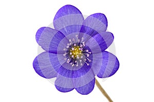 Abstract of the violet flower