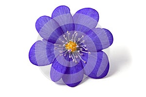 Abstract of the violet flower photo