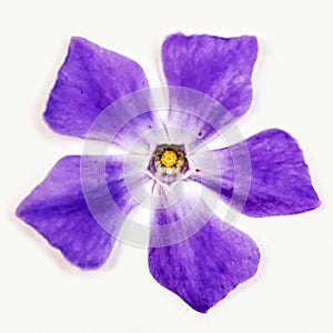 Abstract Violet Flower