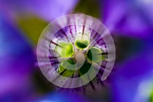 Abstract violet flower macro