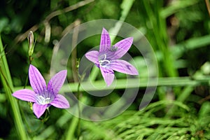 Abstract violet flowers on field