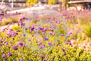 Abstract violet flowers on field