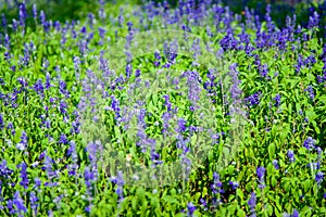 Abstract violet flowers on field at Rajapruk park.