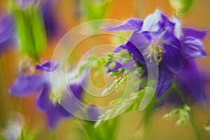 Abstract violet flowers in soft focus