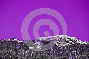 Abstract violet sky, mountain and waxing white moon. Winter mountains landscape - coniferous forest covered with snow, clear sky,