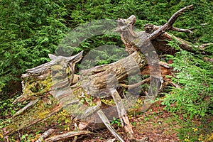 Abstract Vision of a Fallen Tree in the Forest