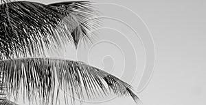 Abstract wallpaper with some coconut palm leaves