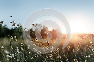 Abstract warm landscape of dry wildflower and grass meadow on warm golden hour sunset or sunrise time. Tranquil autumn